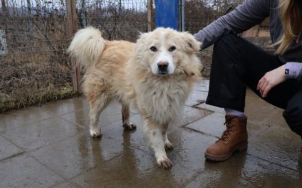 Sanfter Flauschbär Sammy sucht gemütliches Zuhause