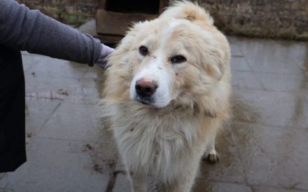 Sanfter Flauschbär Sammy sucht gemütliches Zuhause