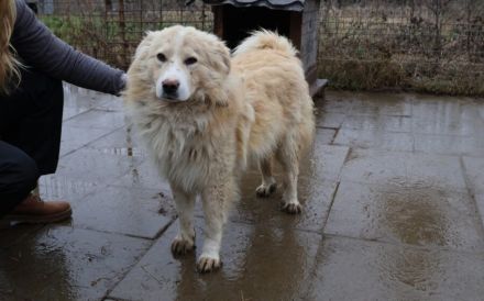 Sanfter Flauschbär Sammy sucht gemütliches Zuhause