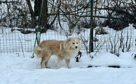 Sanfter Flauschbär Sammy sucht gemütliches Zuhause
