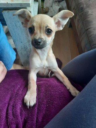 Süße Chihuahua Welpen ab zu geben