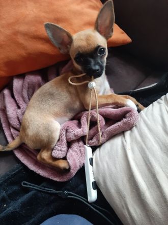 Süße Chihuahua Welpen ab zu geben