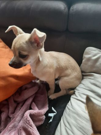 Süße Chihuahua Welpen ab zu geben
