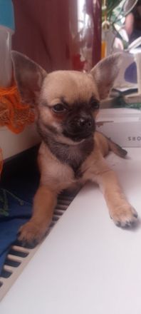 Süße Chihuahua Welpen ab zu geben