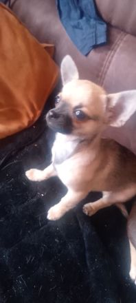 Süße Chihuahua Welpen ab zu geben