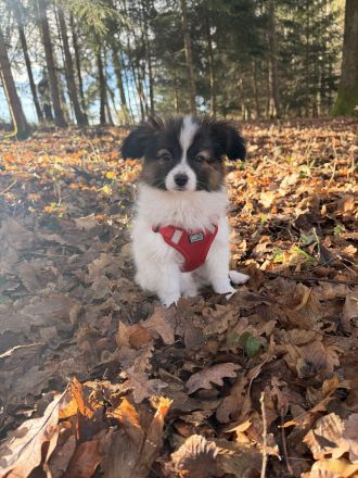 12 Wochen alter Papillon Rüde
