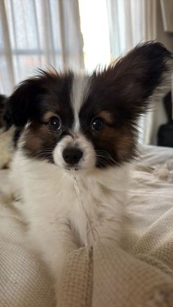 12 Wochen alter Papillon Rüde