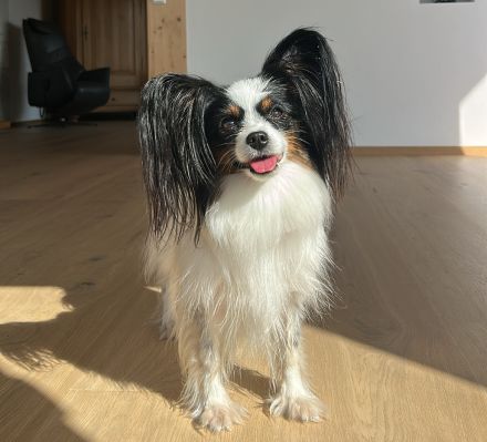 12 Wochen alter Papillon Rüde
