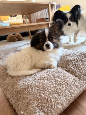 12 Wochen alter Papillon Rüde