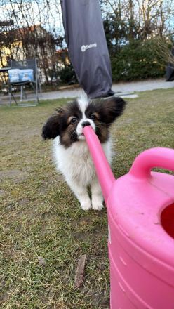 12 Wochen alter Papillon Rüde