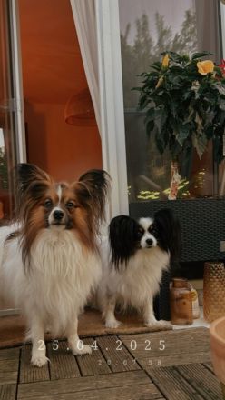 12 Wochen alter Papillon Rüde