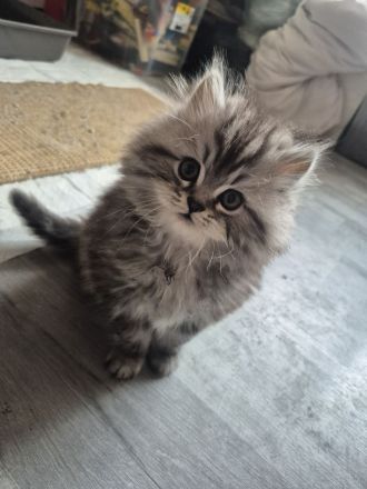 Perserkitten zuverkaufen