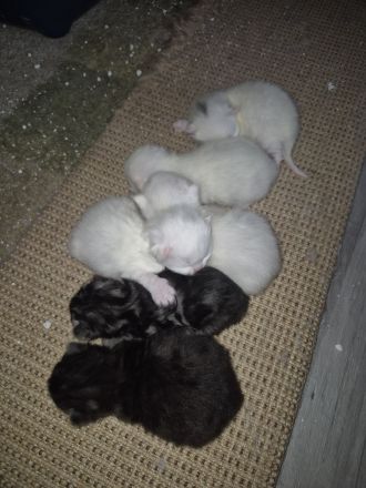 Perserkitten zuverkaufen