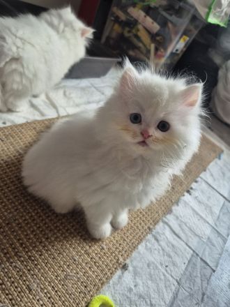 Perserkitten zuverkaufen