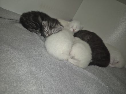 Perserkitten zuverkaufen