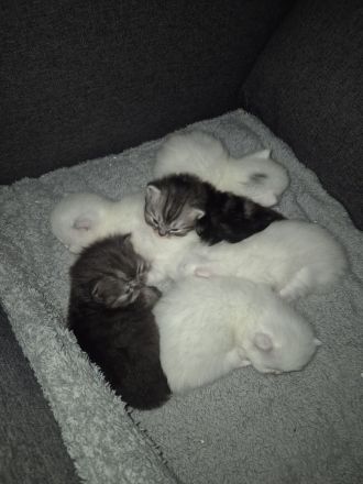 Perserkitten zuverkaufen