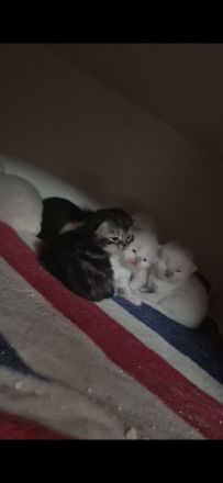 Perserkitten zuverkaufen