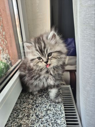 Perserkitten zuverkaufen