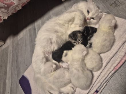 Perserkitten zuverkaufen