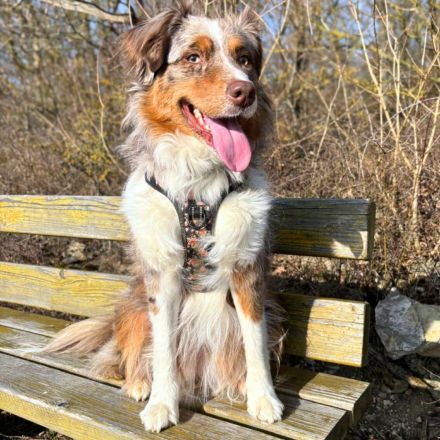 Holly in 97941 Tauberbischofsheim sucht ihr Für-immer-Zuhause