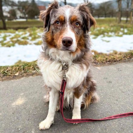 Holly in 97941 Tauberbischofsheim sucht ihr Für-immer-Zuhause