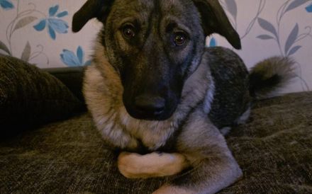 Zuhause gesucht für Kayla