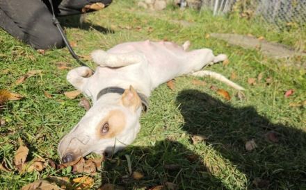 Zuhause gesucht für Liz Taylor