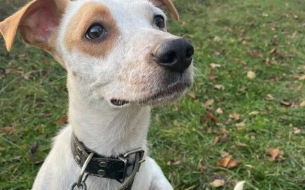 Zuhause gesucht für Liz Taylor