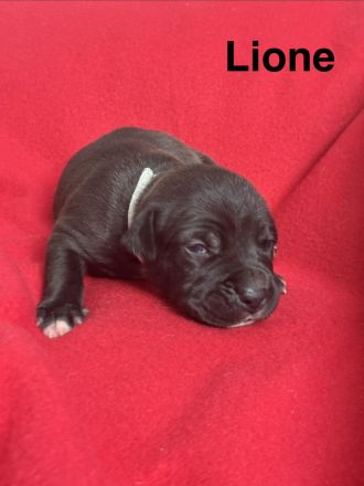 American Bulldog Welpe