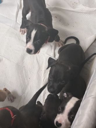 Amerikanische Bulldogge Welpen
