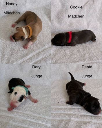 American Bulldog Welpe