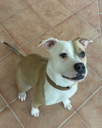 Wurfankündigung Amerikanische Bulldogge