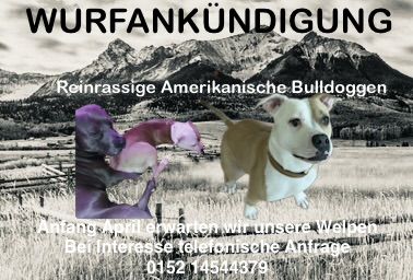 Wurfankündigung Amerikanische Bulldogge