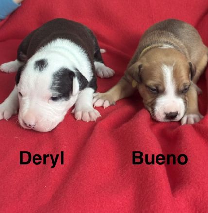 American Bulldog Welpe