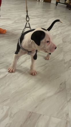 Amerikanische Bulldogge Welpen