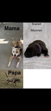 American Bulldog Welpe