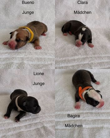American Bulldog Welpe