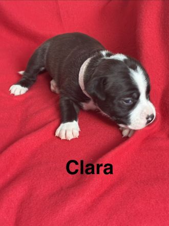 American Bulldog Welpe
