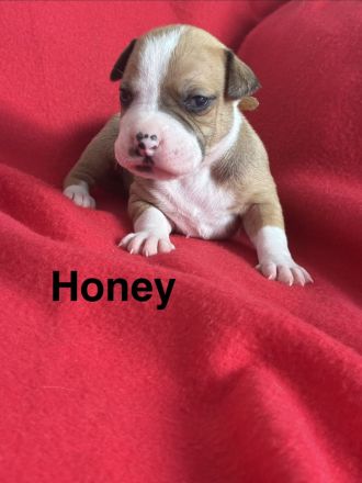 American Bulldog Welpe