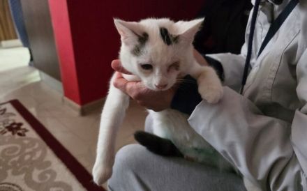 Morticia: Zartes Wesen, großes Herz
