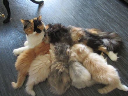 Knuddeliges Kätzchen British Longhair abzugeben, Eltern mitStammbaum