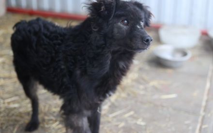 Neustart für den wuscheligen Hidalgo gesucht