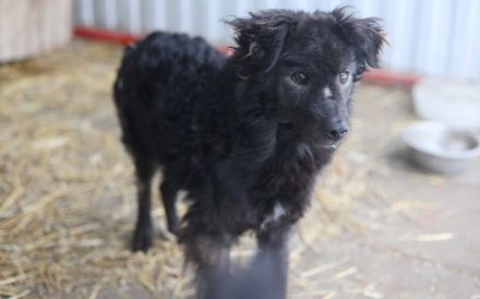 Neustart für den wuscheligen Hidalgo gesucht