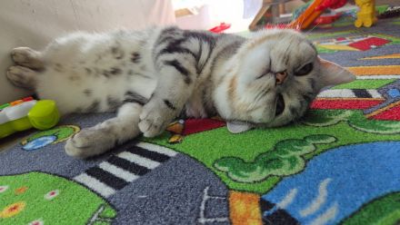 Deckkater Black Silver Tabby Classic