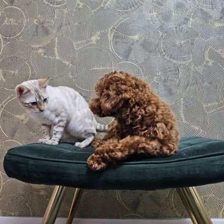 Toy pudel rot Braun