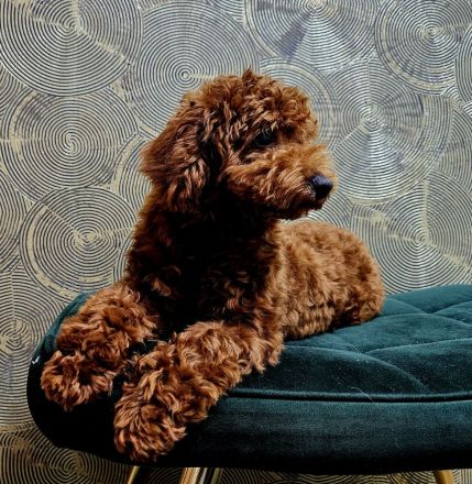 Toy pudel rot Braun