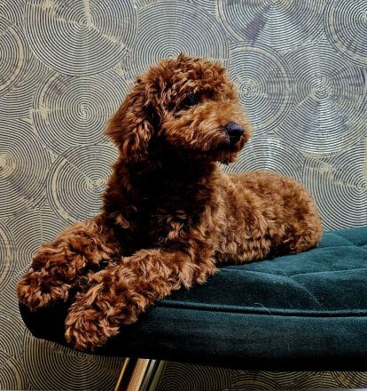 Toy pudel rot Braun
