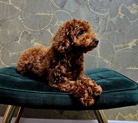 Toy pudel rot Braun