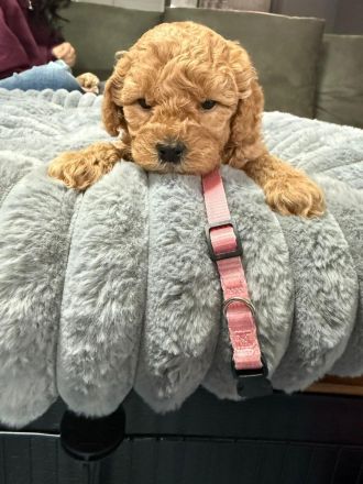 Cokapoo / Maltipoo Welpen