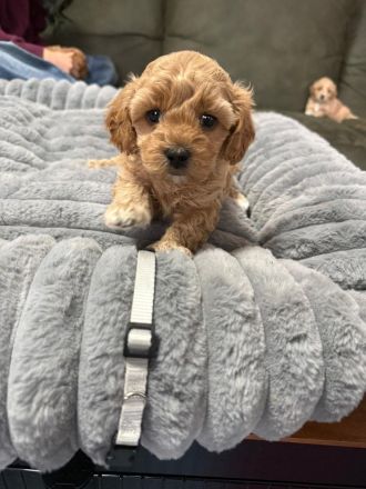 Cokapoo / Maltipoo Welpen